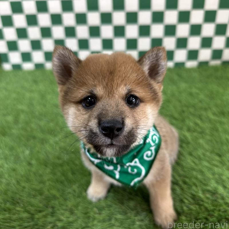 販売中の広島県の豆柴-429824