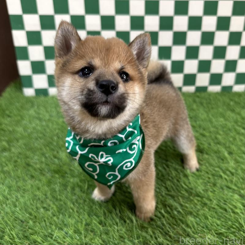 販売中の広島県の豆柴-429824の4枚目