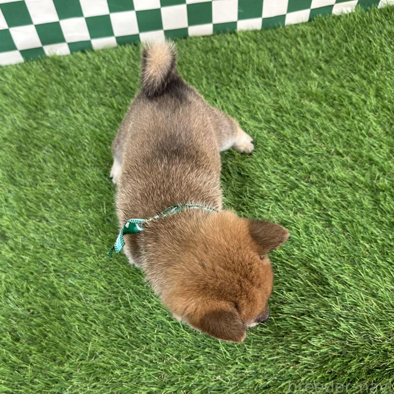 販売中の広島県の豆柴-429824の3枚目