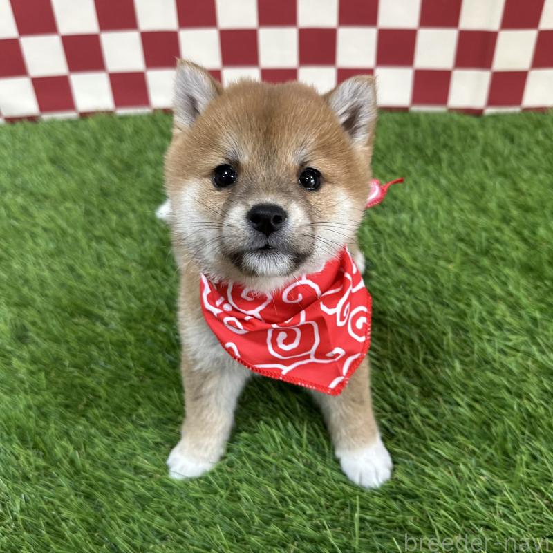 販売中の広島県の豆柴-429825の1枚目