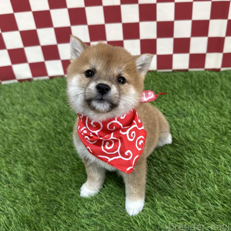 販売中の広島県の豆柴-429825の4枚目