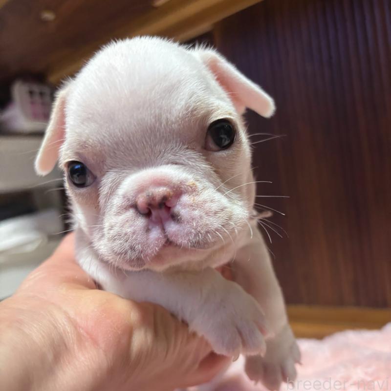 販売中の三重県のフレンチブルドッグ-429829の4枚目