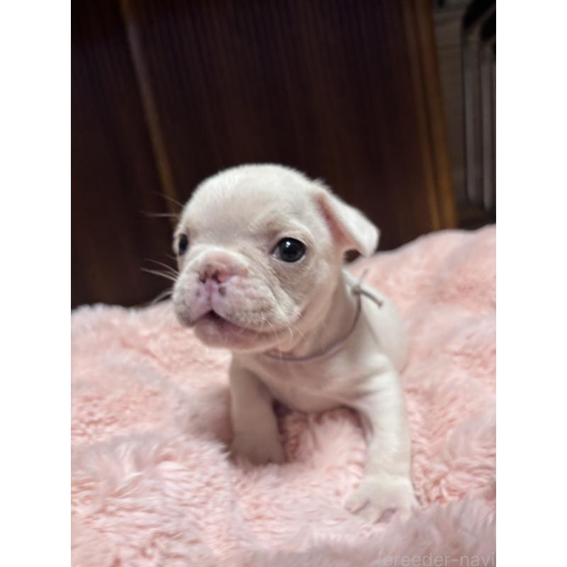 販売中の三重県のフレンチブルドッグ-429829の2枚目