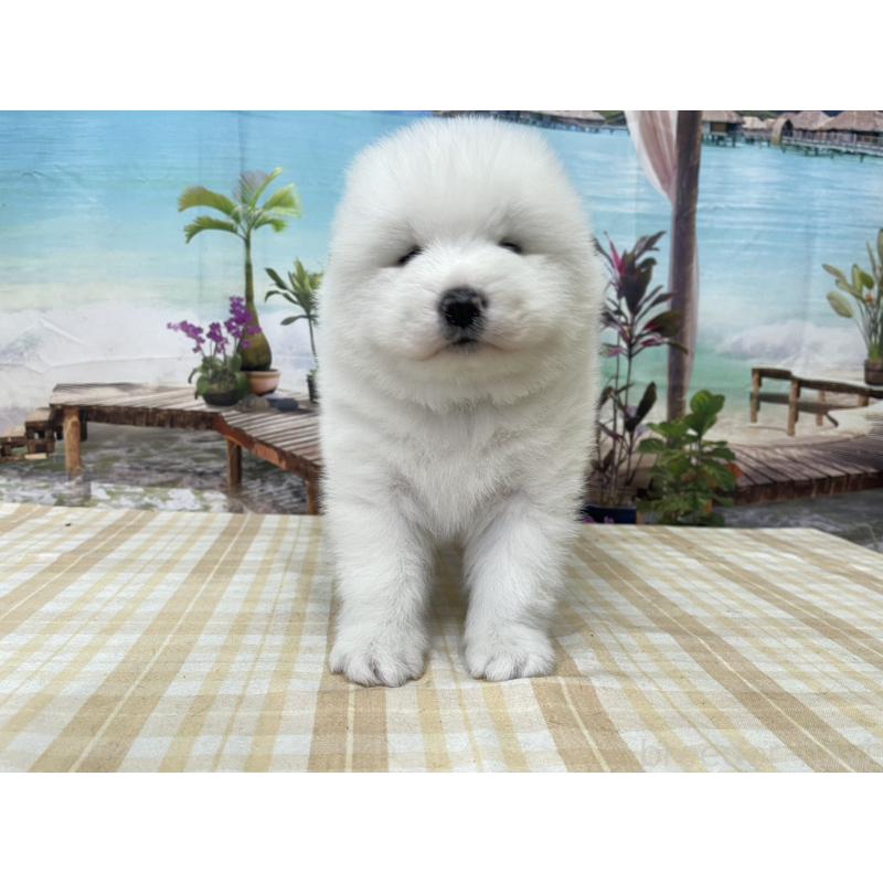 販売中の千葉県のサモエド-429826の5枚目