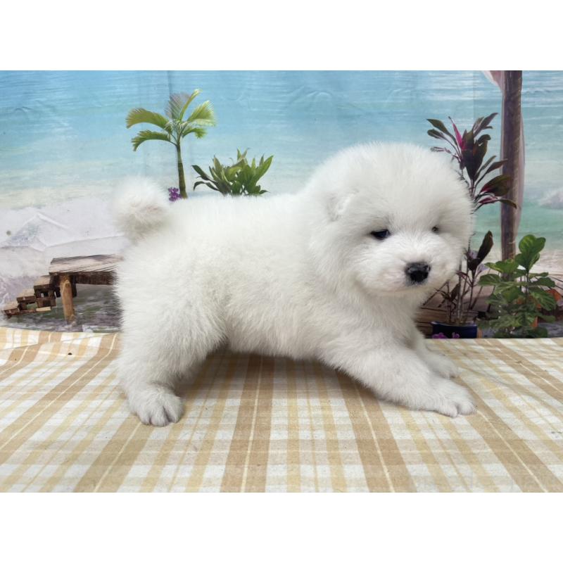 販売中の千葉県のサモエド-429826の4枚目