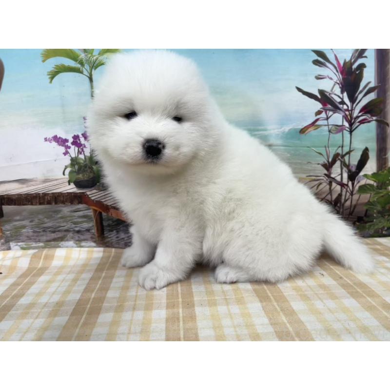 販売中の千葉県のサモエド-429826の3枚目