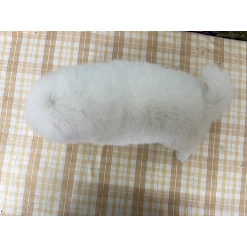 販売中の千葉県のサモエド-429826の2枚目