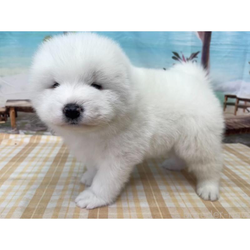 販売中の千葉県のサモエド-429826