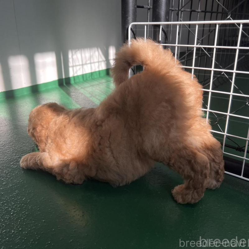 販売中の徳島県のスタンダードプードル-429827の10枚目