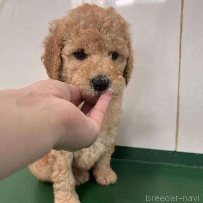 販売中の徳島県のスタンダードプードル-429827の9枚目