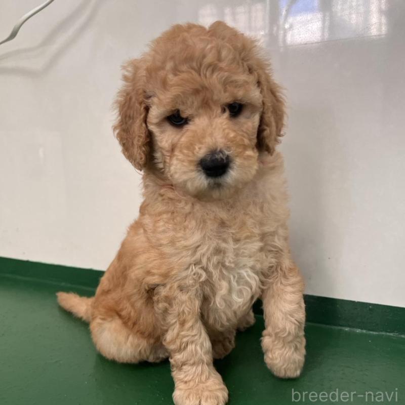 販売中の徳島県のスタンダードプードル-429827の8枚目