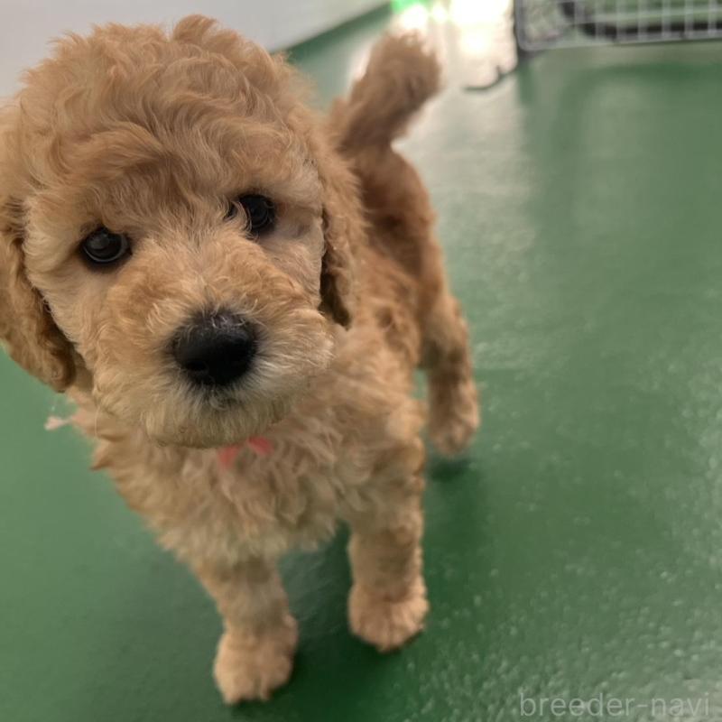 販売中の徳島県のスタンダードプードル-429827の7枚目