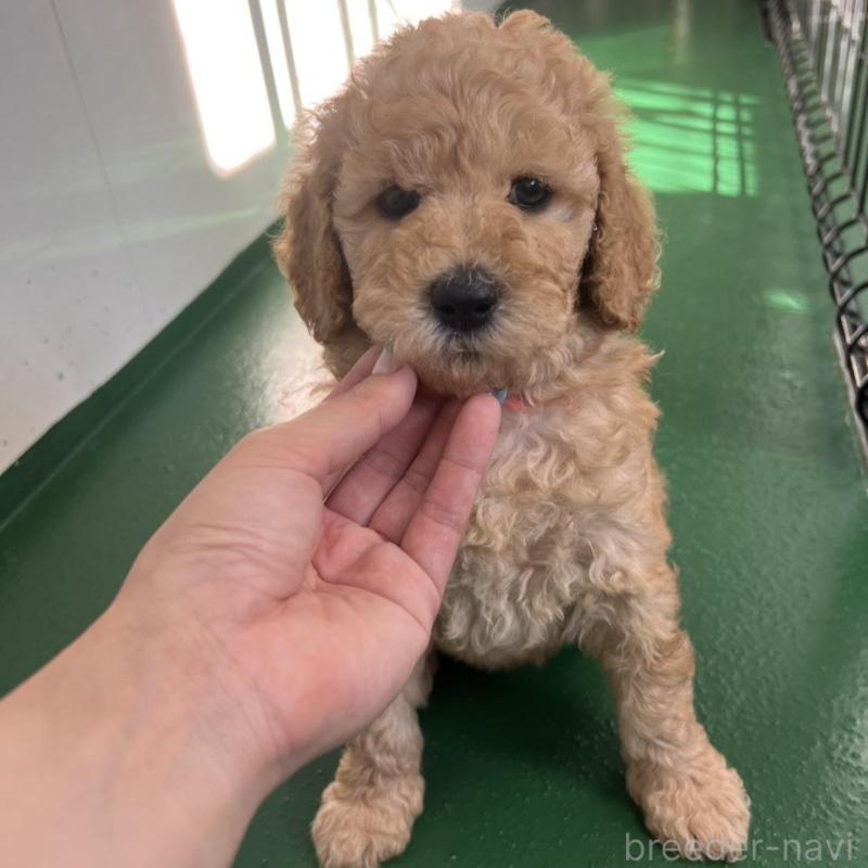 販売中の徳島県のスタンダードプードル-429827の6枚目