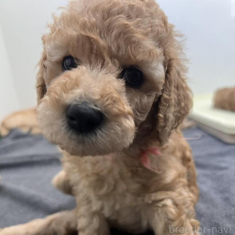 販売中の徳島県のスタンダードプードル-429827の5枚目