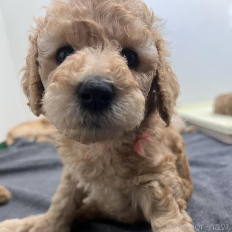 販売中の徳島県のスタンダードプードル-429827の4枚目