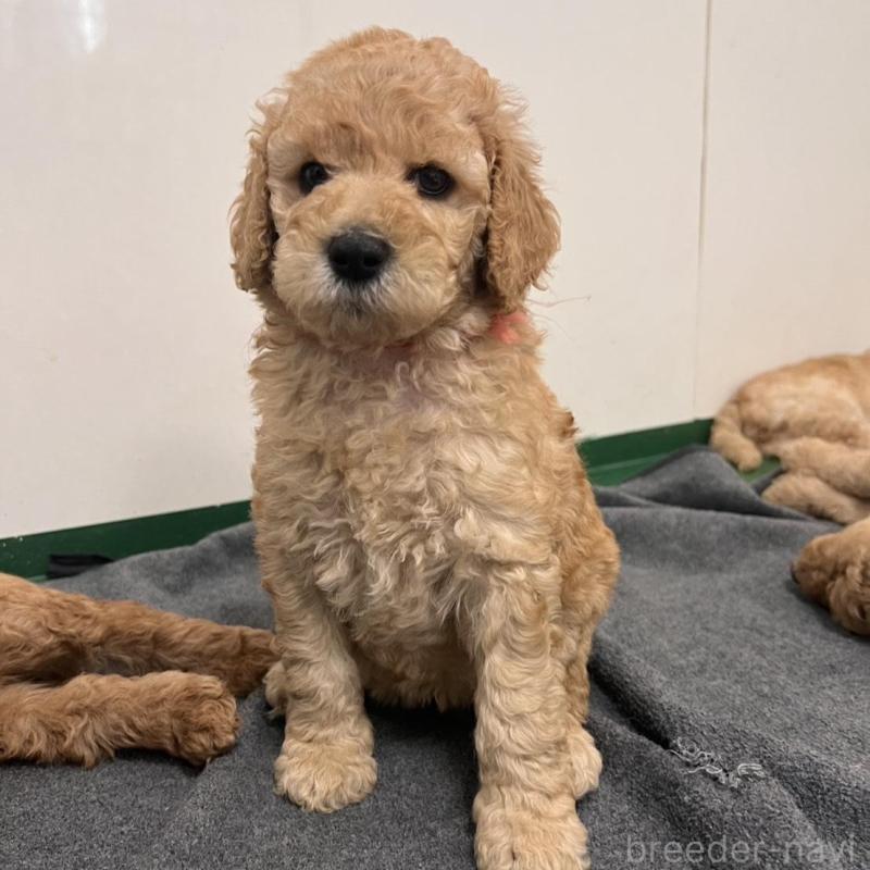 販売中の徳島県のスタンダードプードル-429827の3枚目