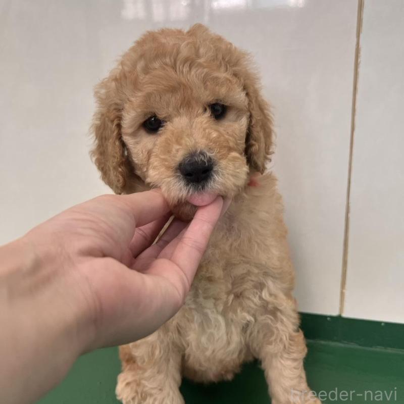 販売中の徳島県のスタンダードプードル-429827