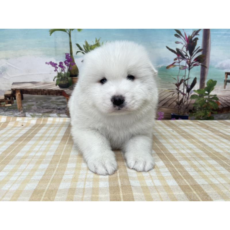 販売中の千葉県のサモエド-429828