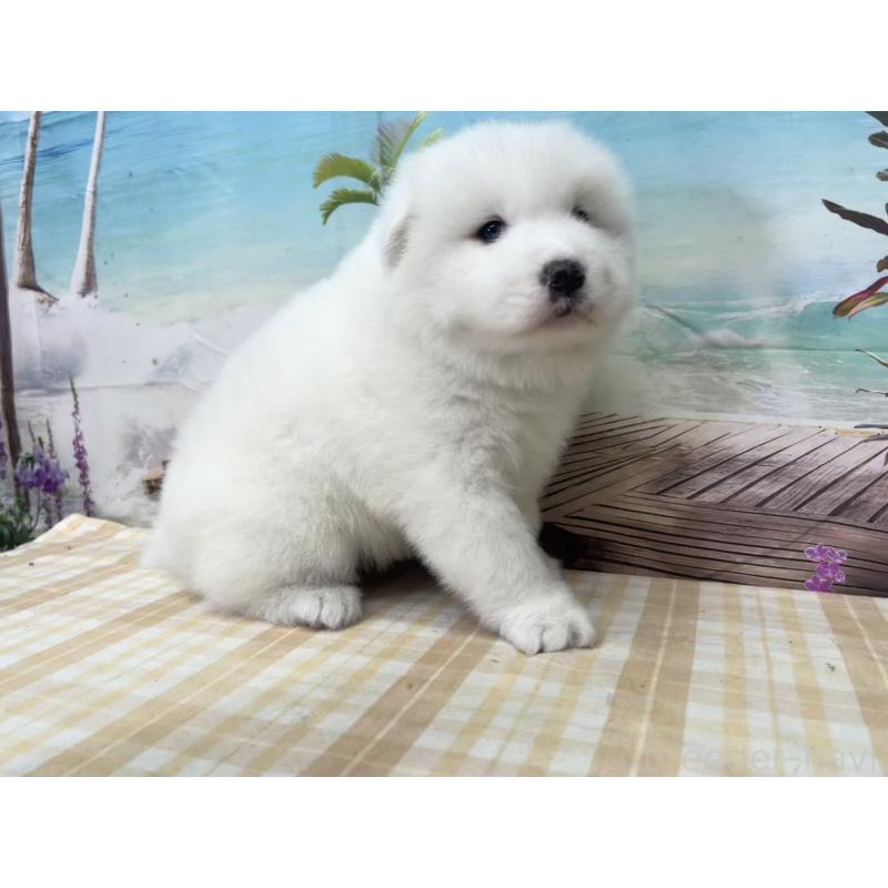 販売中の千葉県のサモエド-429828の4枚目