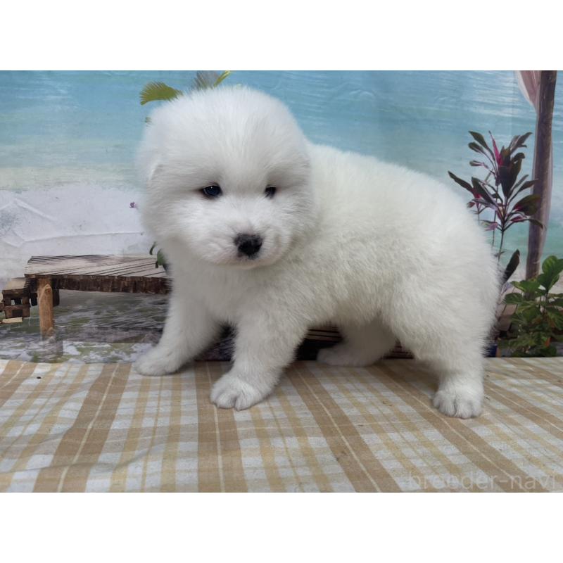 販売中の千葉県のサモエド-429828の3枚目