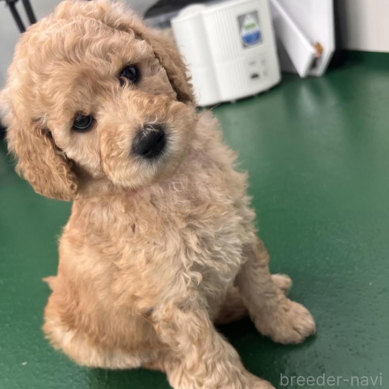 販売中の徳島県のスタンダードプードル-429827の2枚目