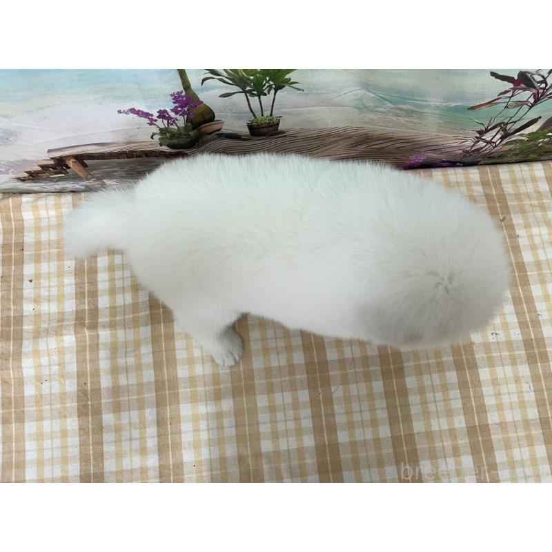 販売中の千葉県のサモエド-429828の2枚目