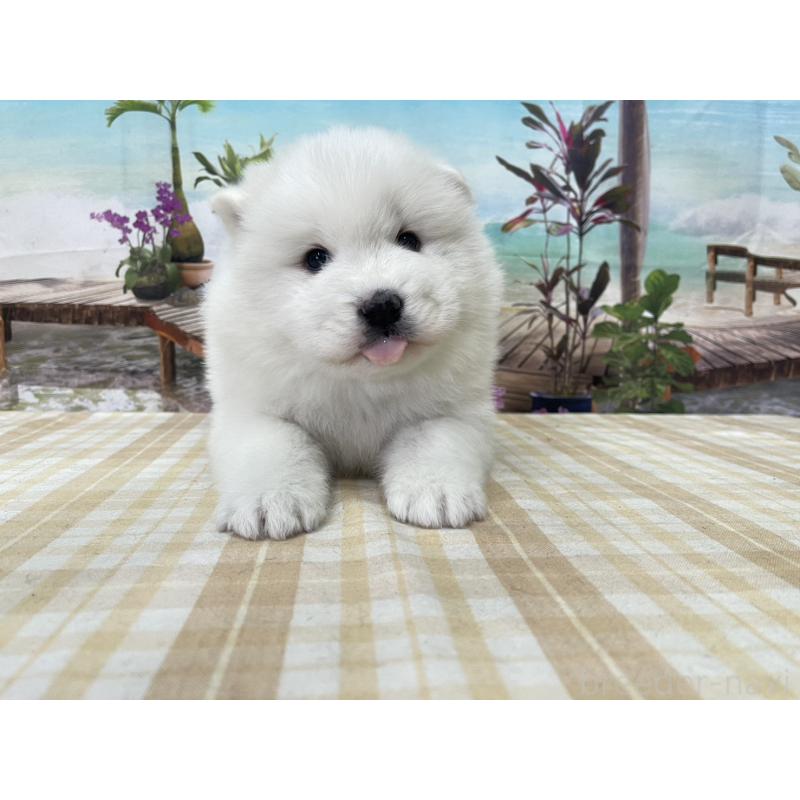 販売中の千葉県のサモエド-429832の1枚目