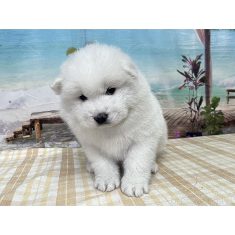 販売中の千葉県のサモエド-429832の5枚目