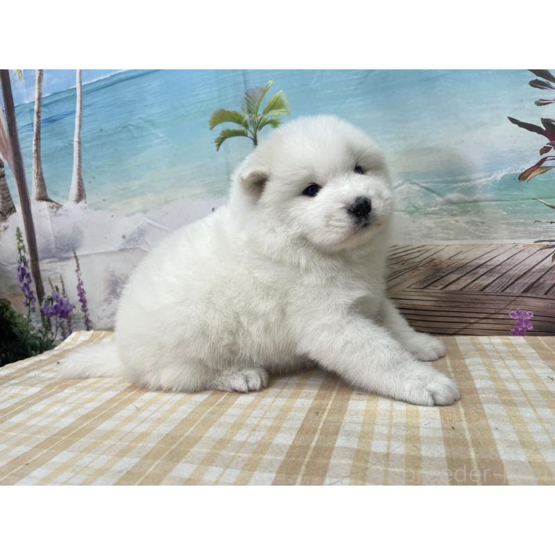 販売中の千葉県のサモエド-429832の4枚目