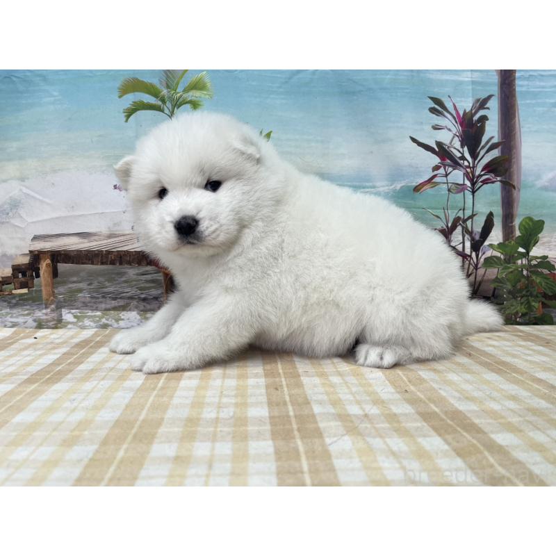 販売中の千葉県のサモエド-429832の3枚目