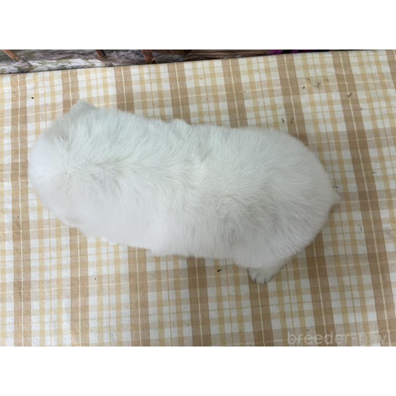 販売中の千葉県のサモエド-429832の2枚目