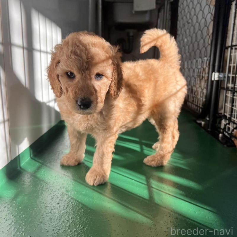 販売中の徳島県のスタンダードプードル-429834の11枚目