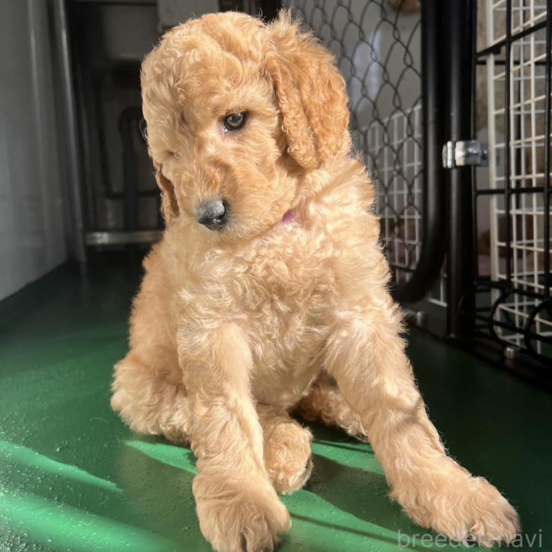 販売中の徳島県のスタンダードプードル-429834の10枚目