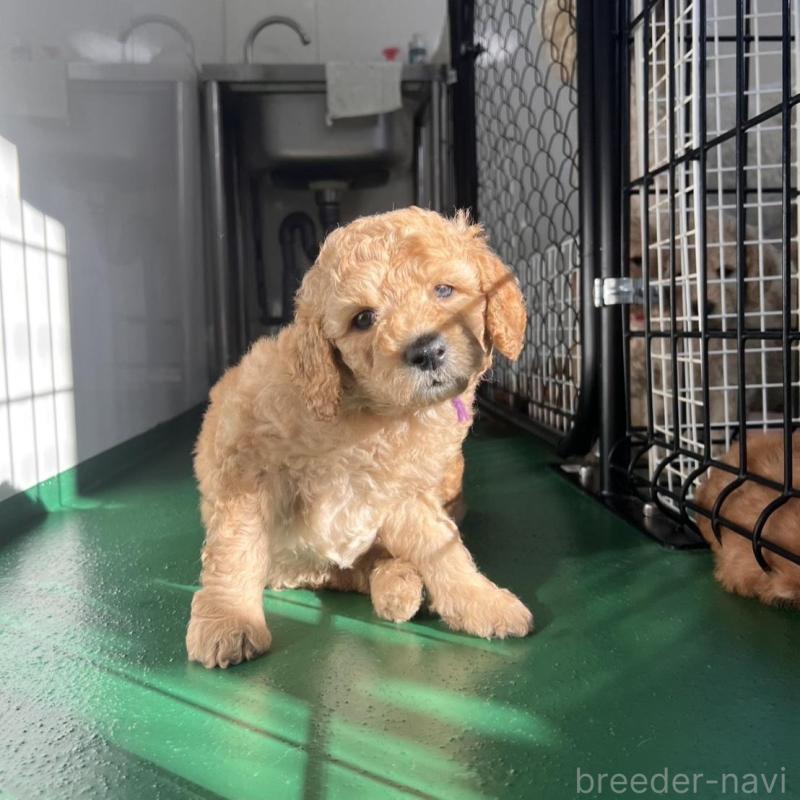 販売中の徳島県のスタンダードプードル-429834の9枚目