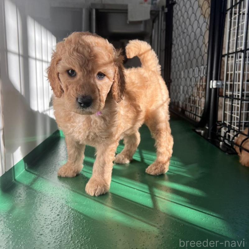 販売中の徳島県のスタンダードプードル-429834の8枚目