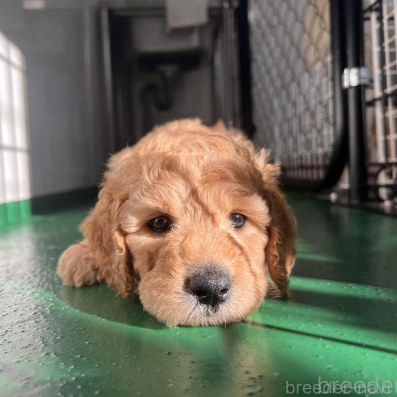 販売中の徳島県のスタンダードプードル-429834の7枚目