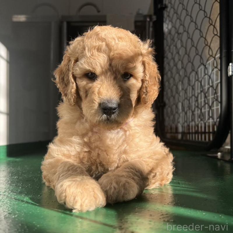 販売中の徳島県のスタンダードプードル-429834の6枚目