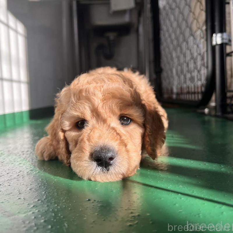 販売中の徳島県のスタンダードプードル-429834の5枚目