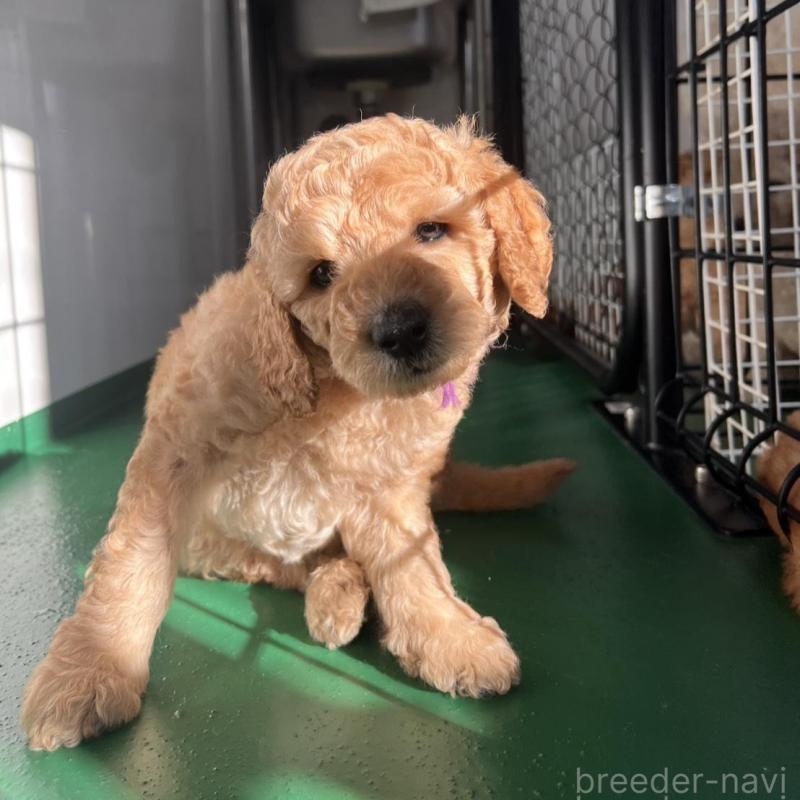 販売中の徳島県のスタンダードプードル-429834の4枚目