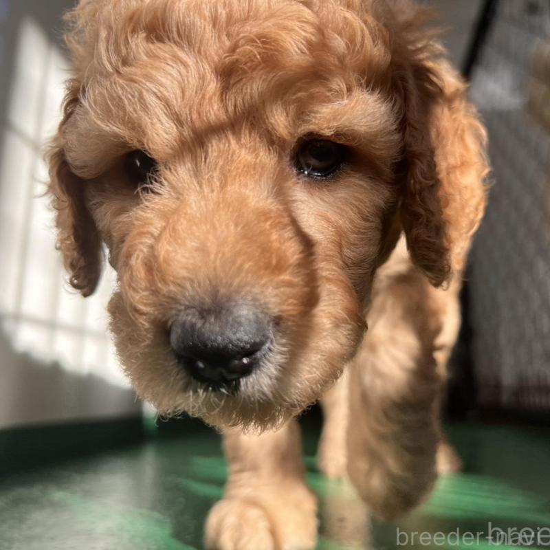 販売中の徳島県のスタンダードプードル-429834の3枚目