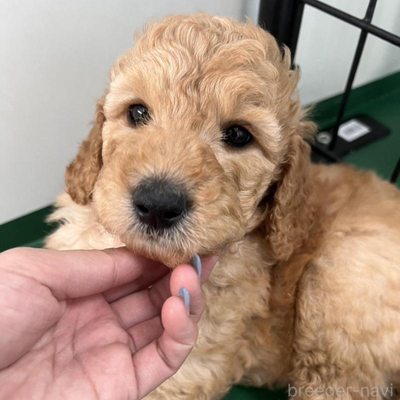 販売中の徳島県のスタンダードプードル-429834の2枚目