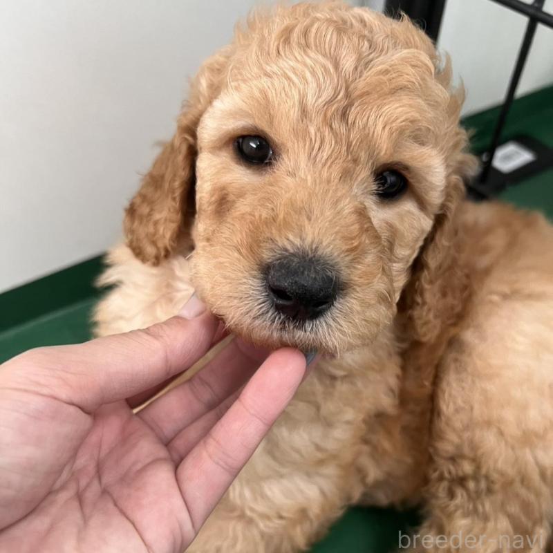 販売中の徳島県のスタンダードプードル-429834