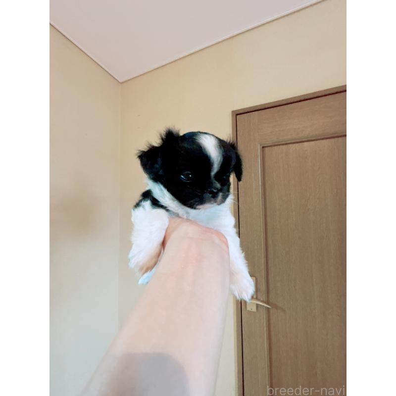 販売中の香川県のチワワ(ロングコート)-429836の3枚目