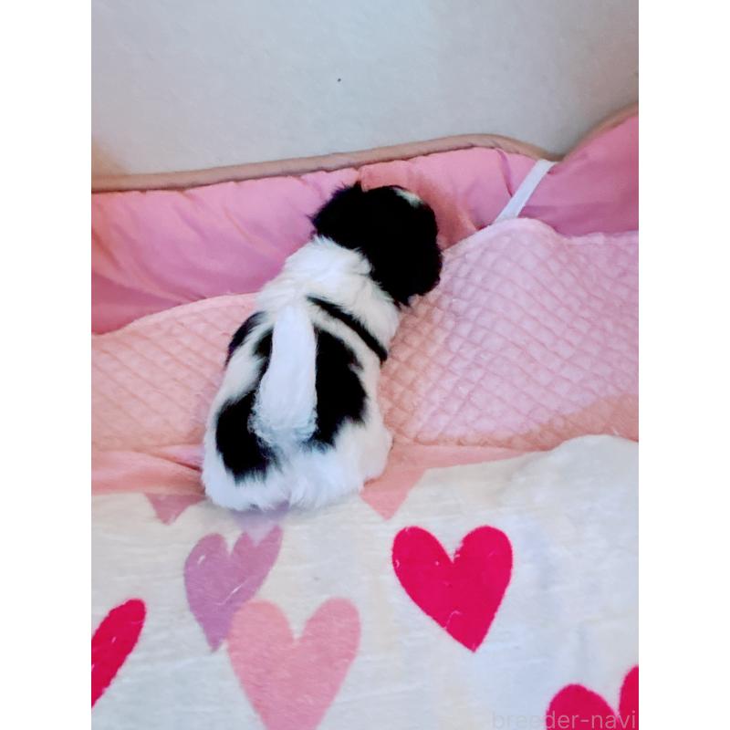 販売中の香川県のチワワ(ロングコート)-429836の2枚目