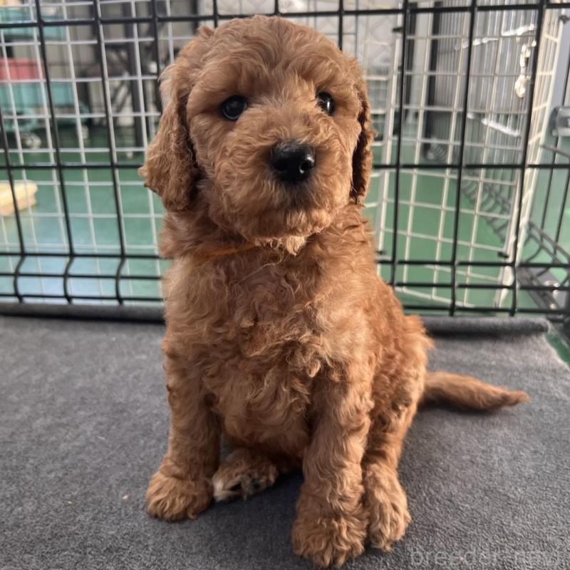 販売中の徳島県のスタンダードプードル-429837の10枚目