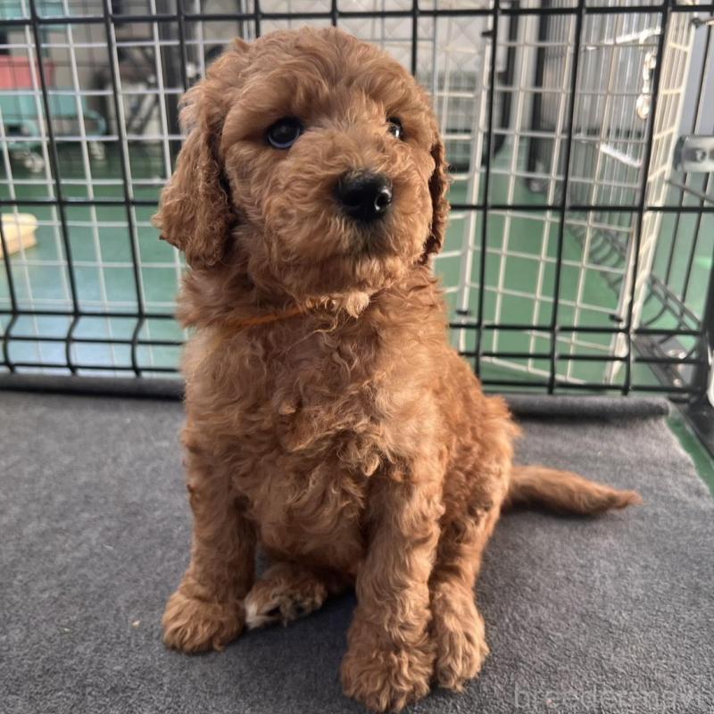 販売中の徳島県のスタンダードプードル-429837の9枚目