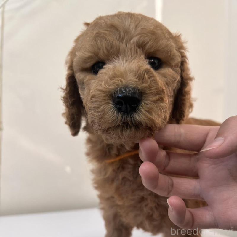 販売中の徳島県のスタンダードプードル-429837の8枚目