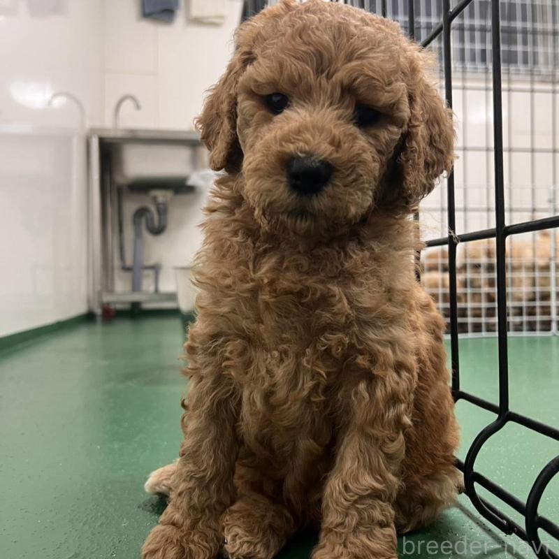 販売中の徳島県のスタンダードプードル-429837の6枚目