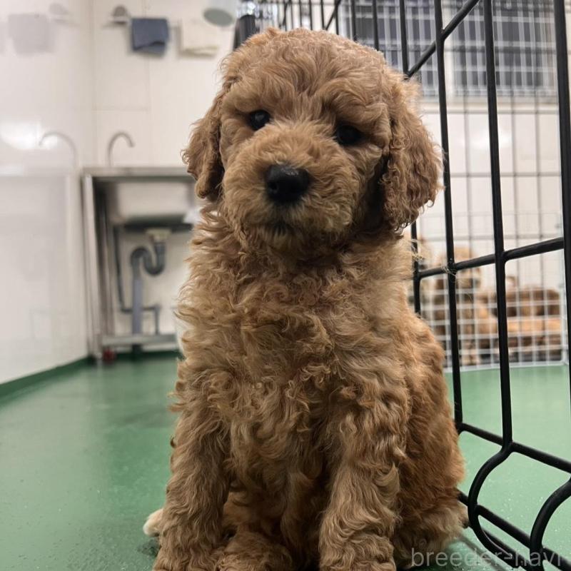 販売中の徳島県のスタンダードプードル-429837の5枚目