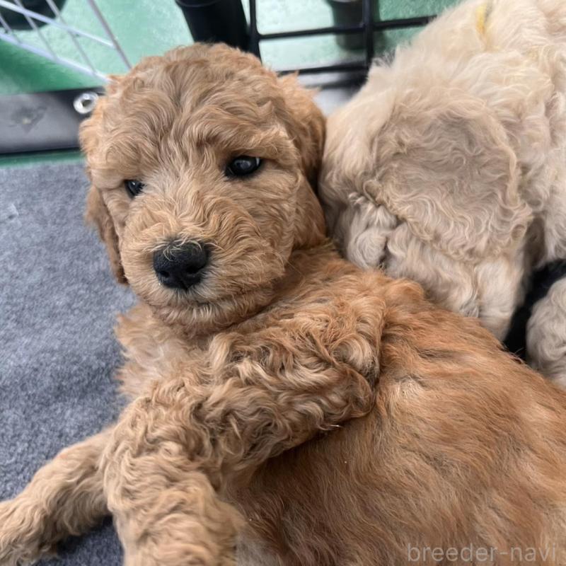 販売中の徳島県のスタンダードプードル-429837の4枚目
